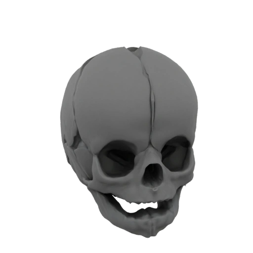 Baby Skull 3D Model