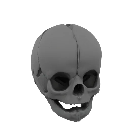 A 3D render of a baby skull, viewed from the front-right, showing sutures and open fontanelles.