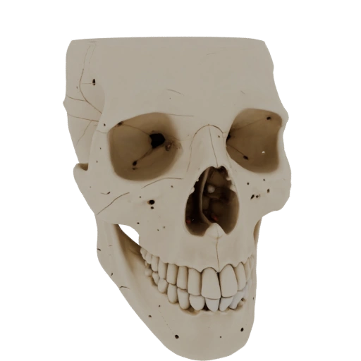 Skull Hand Bones 3D Asset for CAE Studio Workflows