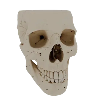 Skull Hand Bones 3D Asset for CAE Studio Workflows