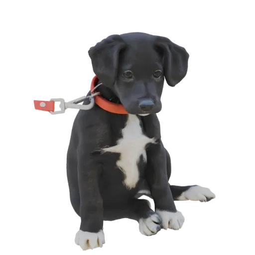 3D model of a black and white puppy sitting with an orange collar, looking slightly to the side.