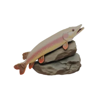 Rainbow Trout on Rocks 3D Model