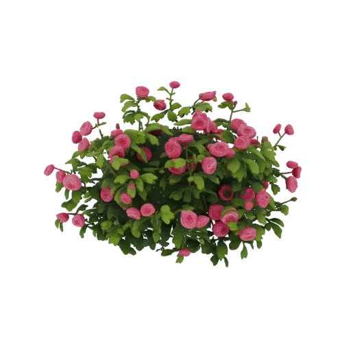 3D model of a miniature pink rose bush with many small pink flowers and green leaves, set against a white background.