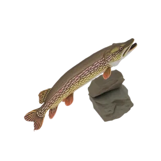 Northern Pike Fish Model