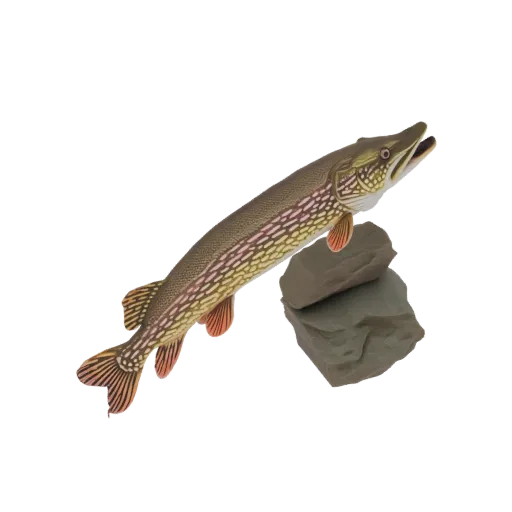 3D model of a Northern Pike fish with detailed scales, posed dynamically behind two grey rocks.