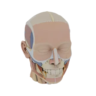 Kit Anatomia Testa Modulare Asset 3D per Stampanti FDM