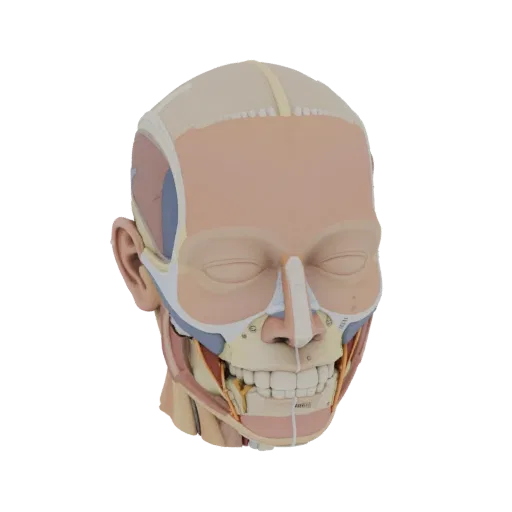 Modular Head Anatomy Kit Printable 3D model, isometric STL render, showing neutral educational colors, form detail.