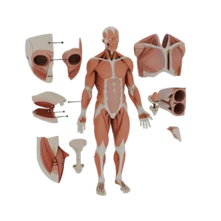 Kit Anatomia Muscolare Modulare Asset 3D per Simulazione
