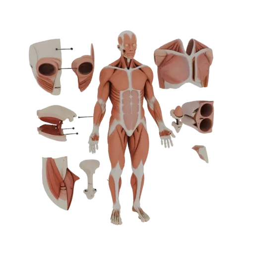 Modular Muscle Anatomy Kit 3D model, side profile view, technical viewport render, showing material detail and scale.