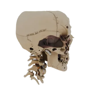 Detailed Spine Skull 3D Render Asset for Studio Use