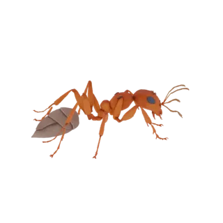 Orange Ant with Segmented Abdomen 3D Model