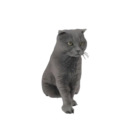 A 3D model of a grey Scottish Fold cat sitting with its ears folded forward and looking slightly to the side.