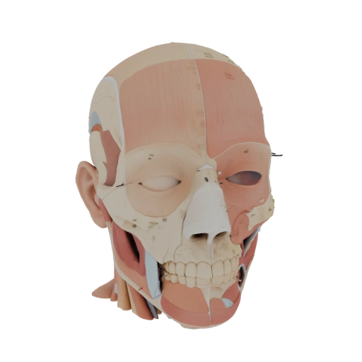 Sectioned Head Anatomy Kit 3D Asset for Studio Use