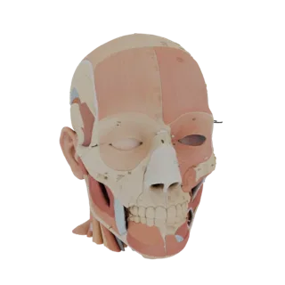 Sectioned Head Anatomy Kit 3D Asset for Studio Use