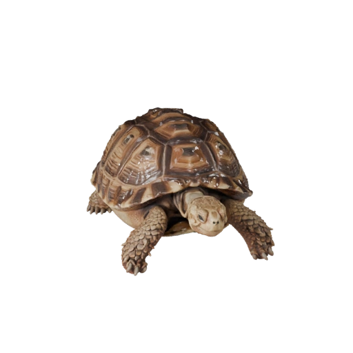 Modèle 3D Haute Poly Tortue du Désert - Actif STL Détaillé pour Impression