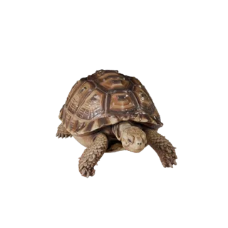 High Poly Desert Tortoise 3D Model - Detailed STL Asset for Printing