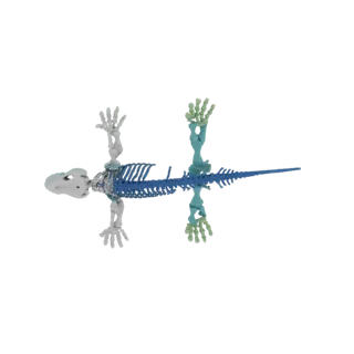 Reptilian Skeleton 3D Model