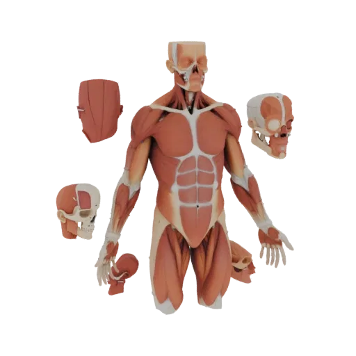 Modular Muscle Anatomy Kit 3D model, three-quarter studio render, showing neutral educational colors, form detail.