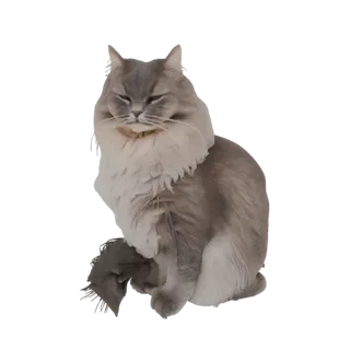 Modelo 3D de un gato gris peludo sentado con los ojos cerrados, mostrando textura detallada del pelaje y expresión pacífica.