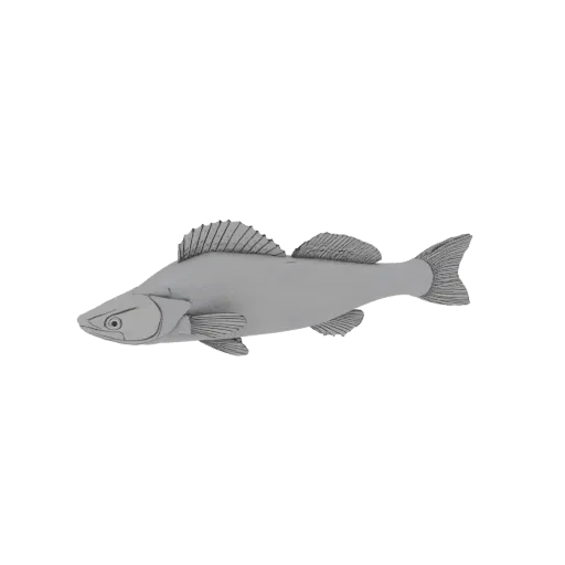 A 3D model of a realistic Walleye fish, shown in profile against a white background.