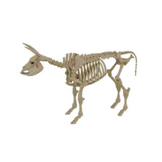 Donkey Skeleton 3D Model