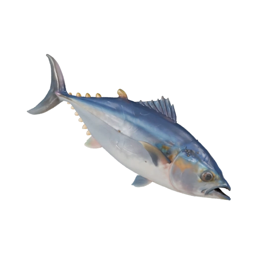 Realistischer Thunfisch 3D-Modell - Rigged PBR Asset für Spiele | Lizenzfrei