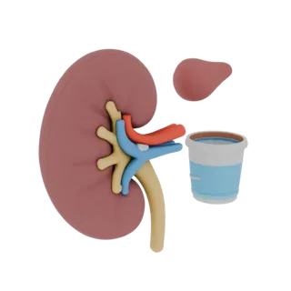 Teaching Kidney 3D Print Ready Asset for Hobby STL