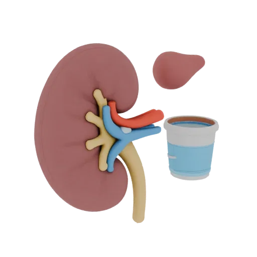 Teaching Kidney Printable 3D model, isometric STL render, showing soft tissue colors, organ silhouette.