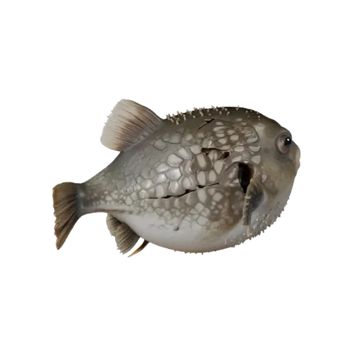 Modelo 3D realista de pez globo, render de vida silvestre en vista lateral, activo animal listo para animación con ruptura de