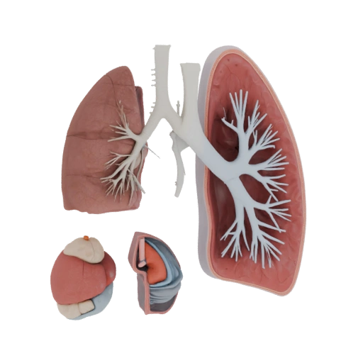Cutaway Lung 3D Asset for Cinematic Studio Renders