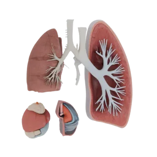 Cutaway Lung 3D Asset for Cinematic Studio Renders