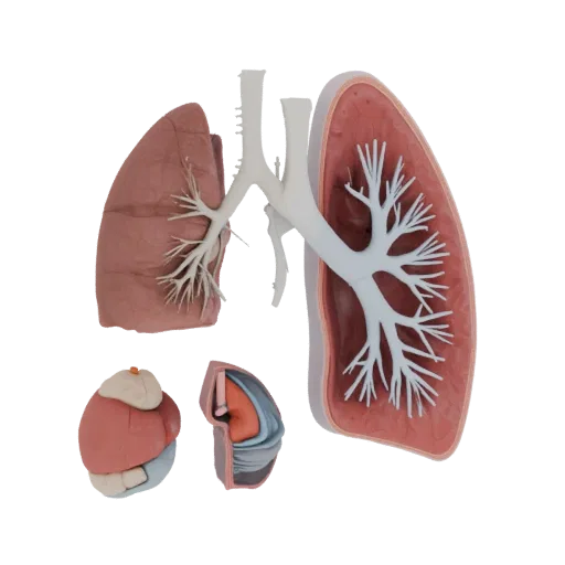 Cutaway Lung High Poly 3D model, close-up studio render, showing soft tissue colors, organ silhouette.