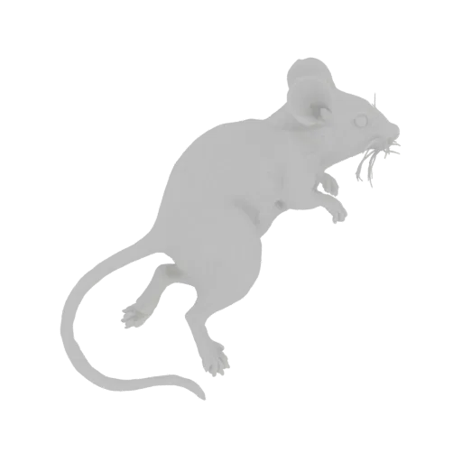 A 3D model of a gray mouse in a dynamic pose, with its tail curled behind it, against a white background.