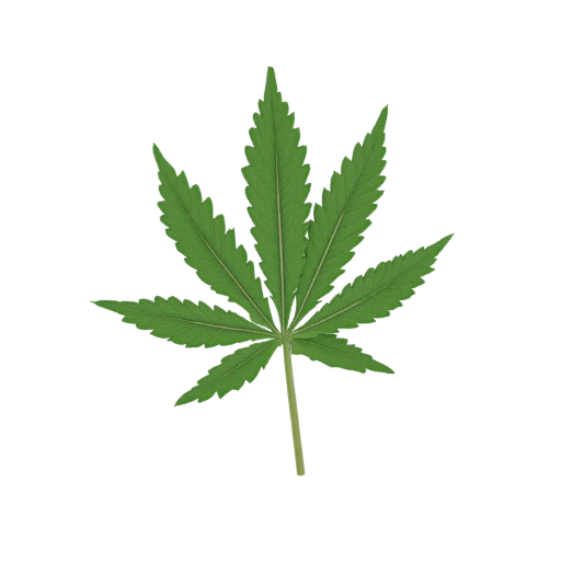 Cannabis Leaf 3D Model
