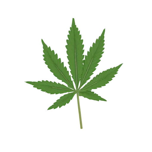 A realistic 3D model of a green cannabis leaf with seven distinct lobes and visible veins, set against a black background.