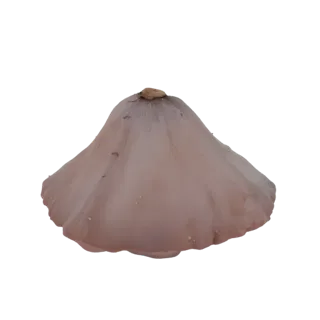 A 3D model of a delicate mushroom cap with a pale, translucent surface and a subtle bell shape.