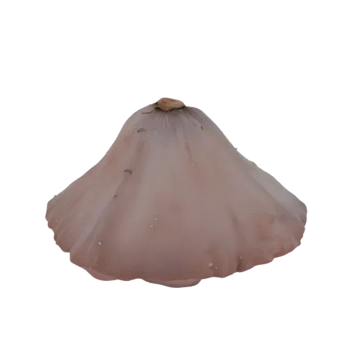 A 3D model of a delicate mushroom cap with a pale, translucent surface and a subtle bell shape.