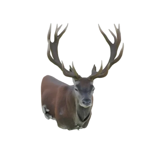 3D model of a majestic Red Deer Stag with large antlers, facing forward with a stoic expression.