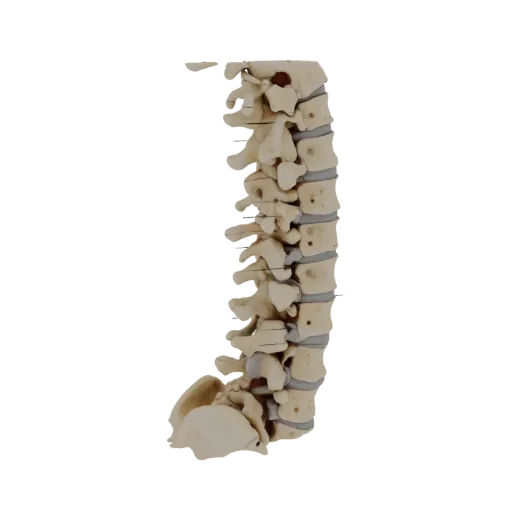 Spine Style Column Education 3D model, three-quarter training render, showing bone surfaces, skeletal landmarks.