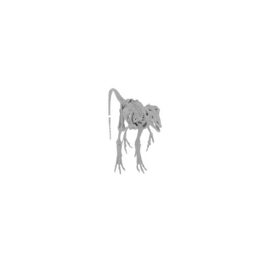 A detailed 3D model render of a complete dinosaur skeleton, presented in white against a black background.