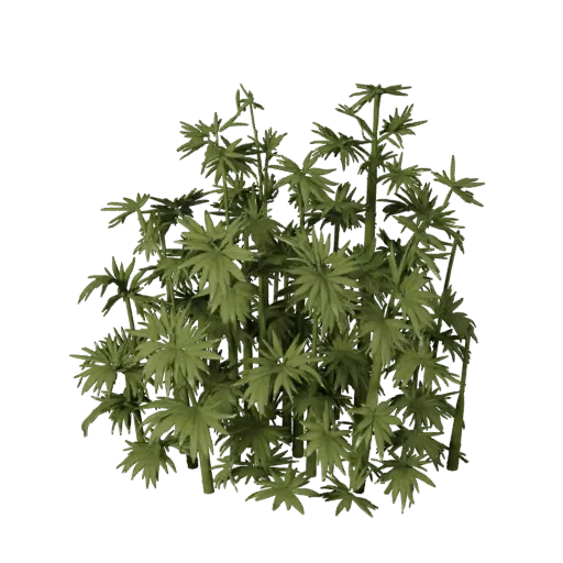 Bamboo Thicket Cluster High Poly 3D model, close-up cinematic environment render, showing leaf clusters, terrain detail.