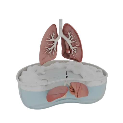 Teaching Lung 3D model, three-quarter front view, AR viewer studio render, showing soft tissue colors, organ silhouette.