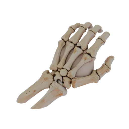 Joint Hand Bones Education 3D model, three-quarter training render, showing bone surfaces, skeletal landmarks.