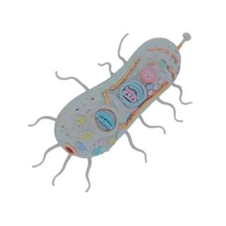 Detailed Bacterium Model