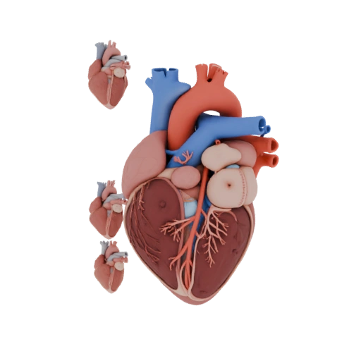 AR Ready Healthy Heart 3D Web Asset for Online Use