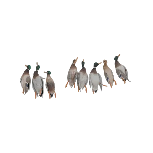 A 3D model render of nine mallard duck decoys in various natural poses, arranged in two groups.