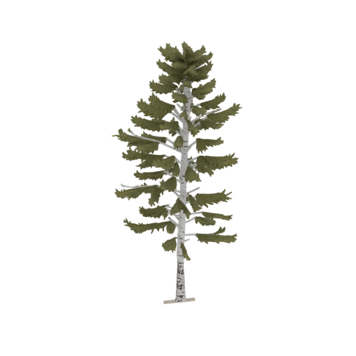 Birch Pine Tree