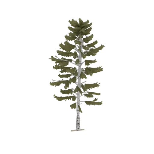 Modelo 3D de un Pino Abedul alto con corteza blanca y follaje verde, sobre un fondo blanco.