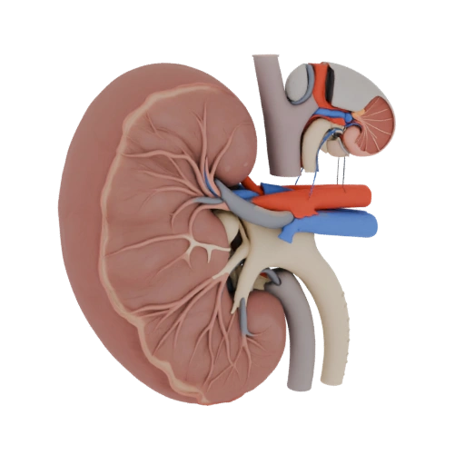 Healthy Kidney 3D Asset for Cinematic Film and VFX