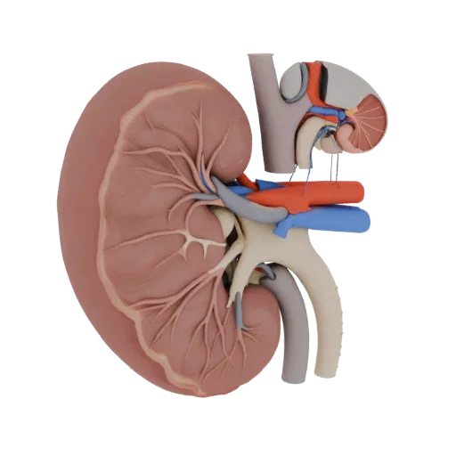 Healthy Kidney Realistic 3D model, three-quarter studio render, showing soft tissue colors, organ silhouette.